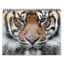 Suche nach tiger kalender Wild lebende tiere