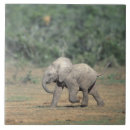 Suche nach südafrika fliesen Natur