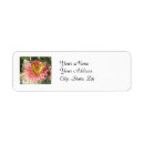 Suche nach zinnia Rosa