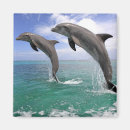 Suche nach delfin magnete Tier