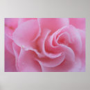Suche nach rosa kamelie poster Kamelien