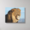 Suche nach lion leinwandbilder Wild