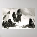 Suche nach fitzroy poster Eis