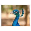 Suche nach pfau foto poster Fotografie