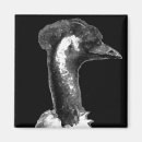 Suche nach australische vögel magnete Lustig
