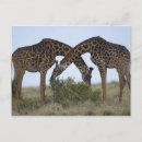 Suche nach reserven postkarten Tierwelt