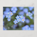 Suche nach myosotis postkarten Blume