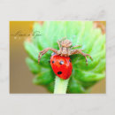 Suche nach das makro postkarten Natur