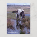 Suche nach dartmoor postkarten Pony