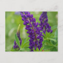 Suche nach elle postkarten Blume