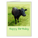 Suche nach angus postkarten Kühe