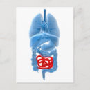 Suche nach organ postkarten Lunge