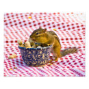 Suche nach chipmunk foto poster Eichhörnchen