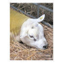 Suche nach mutterschaf poster Tiere