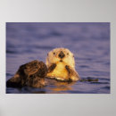 Suche nach seeotter poster Natur