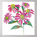 Suche nach echinacea poster Blume