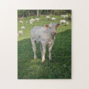 Suche nach kalb puzzle Vieh