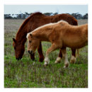 Suche nach palomino poster Stute