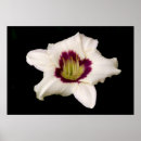 Suche nach tiger lily poster Flower