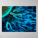 Suche nach samenzellen poster Biologie