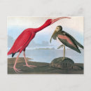 Suche nach vogelmalerei postkarten John james audubon
