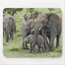 Suche nach afrikanischer elefant mousepads Tansania