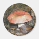Suche nach roter pilz magnete Wald