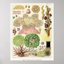 Suche nach great barrier reef poster Anemone