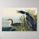 Suche nach audubon poster Birds of america