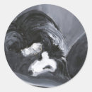 Suche nach collies aufkleber Border collie