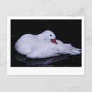 Suche nach weiße feder postkarten Fotografie