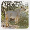 Suche nach panthera aufkleber Horizontal