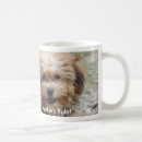 Suche nach morkie tassen Hund