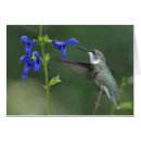 Suche nach summenvogel andere Kolibri