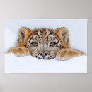 Suche nach schneeleopard poster Wild