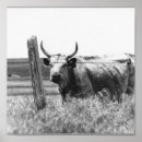 Suche nach cow poster Animals