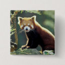 Suche nach fulgens Tier