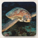 Suche nach schildkröte untersetzer Meeresleben