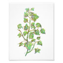 Suche nach efeu blätter poster Botanisch