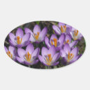 Suche nach lila krokus aufkleber Natur