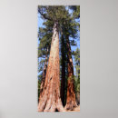Suche nach sequoia poster Redwood