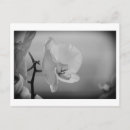 Suche nach orchideen foto postkarten Hübsch