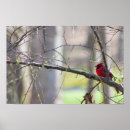 Suche nach kardinäle poster Vögel