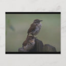 Suche nach singvogel postkarten Baum