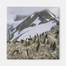 Suche nach chinstrap magnete Pinguin
