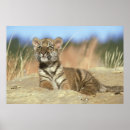 Suche nach sibirisch poster Tiger