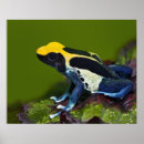Suche nach dendrobates Nahaufnahme