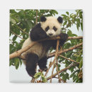 Suche nach riesen magnete Wild