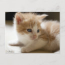 Suche nach orange augen postkarten Tabby