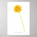 Suche nach gerbera poster Botanisch